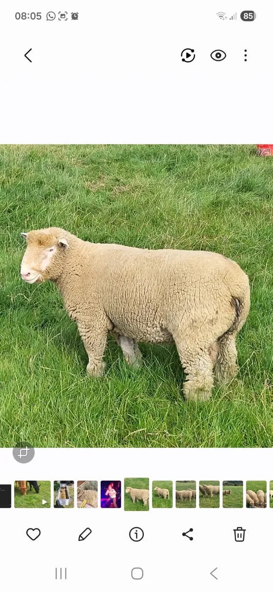 Dorset rams - Image 1