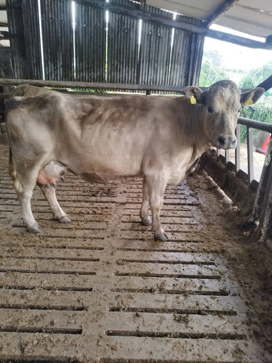Calved cow - Image 1