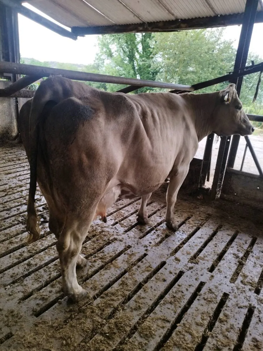 Calved cow - Image 2