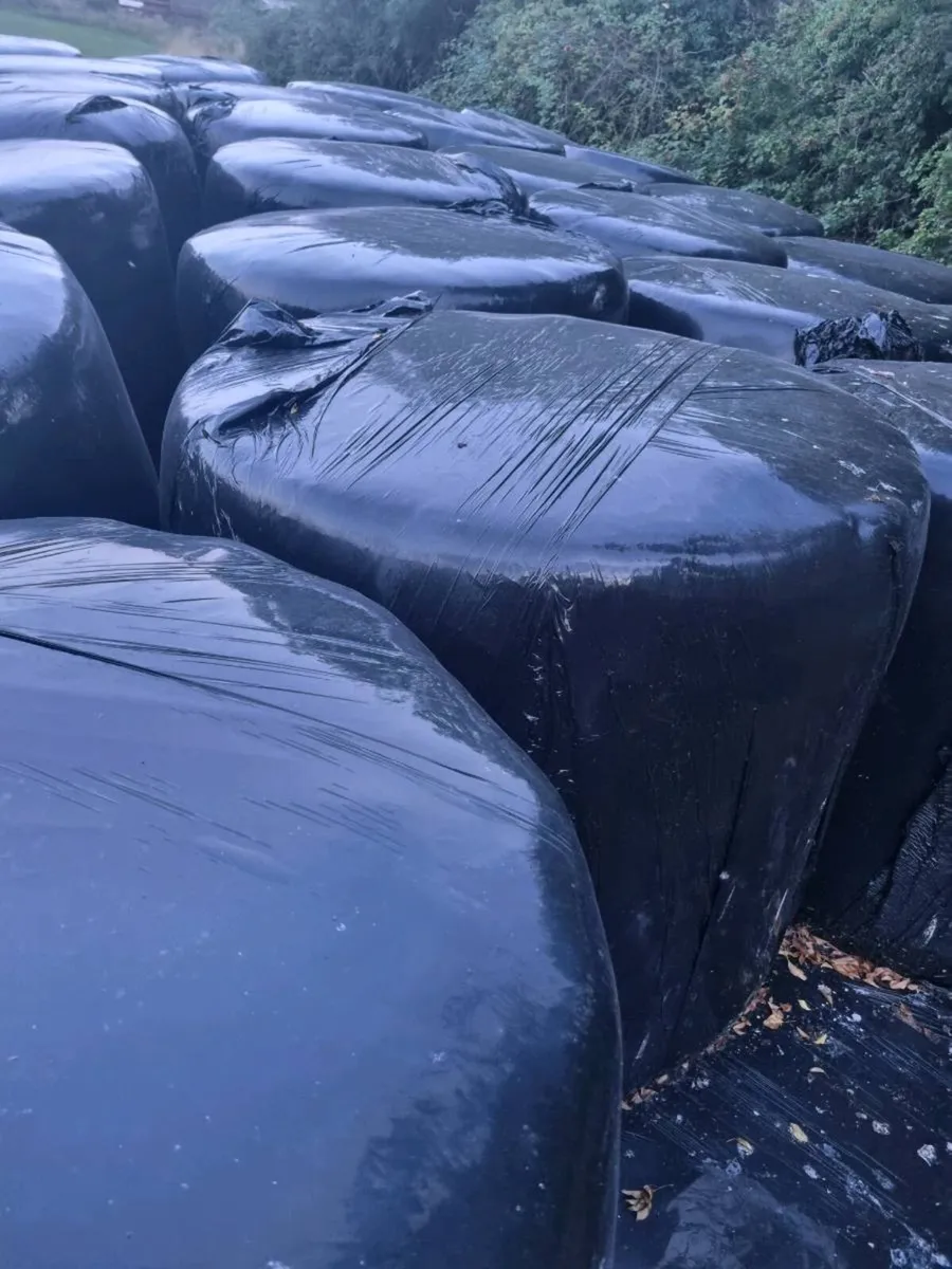 Silage Bales - Image 2