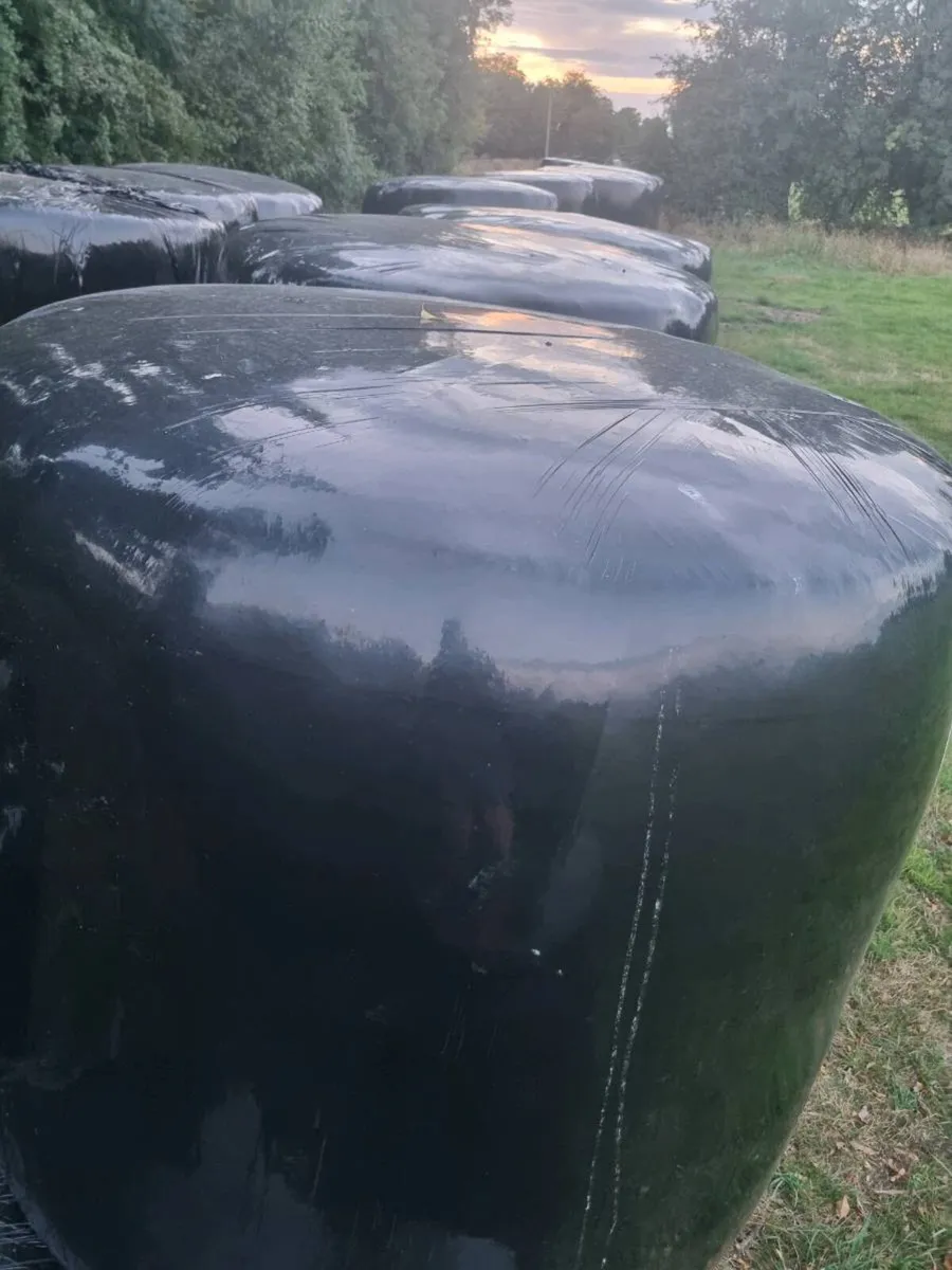 Silage Bales - Image 3