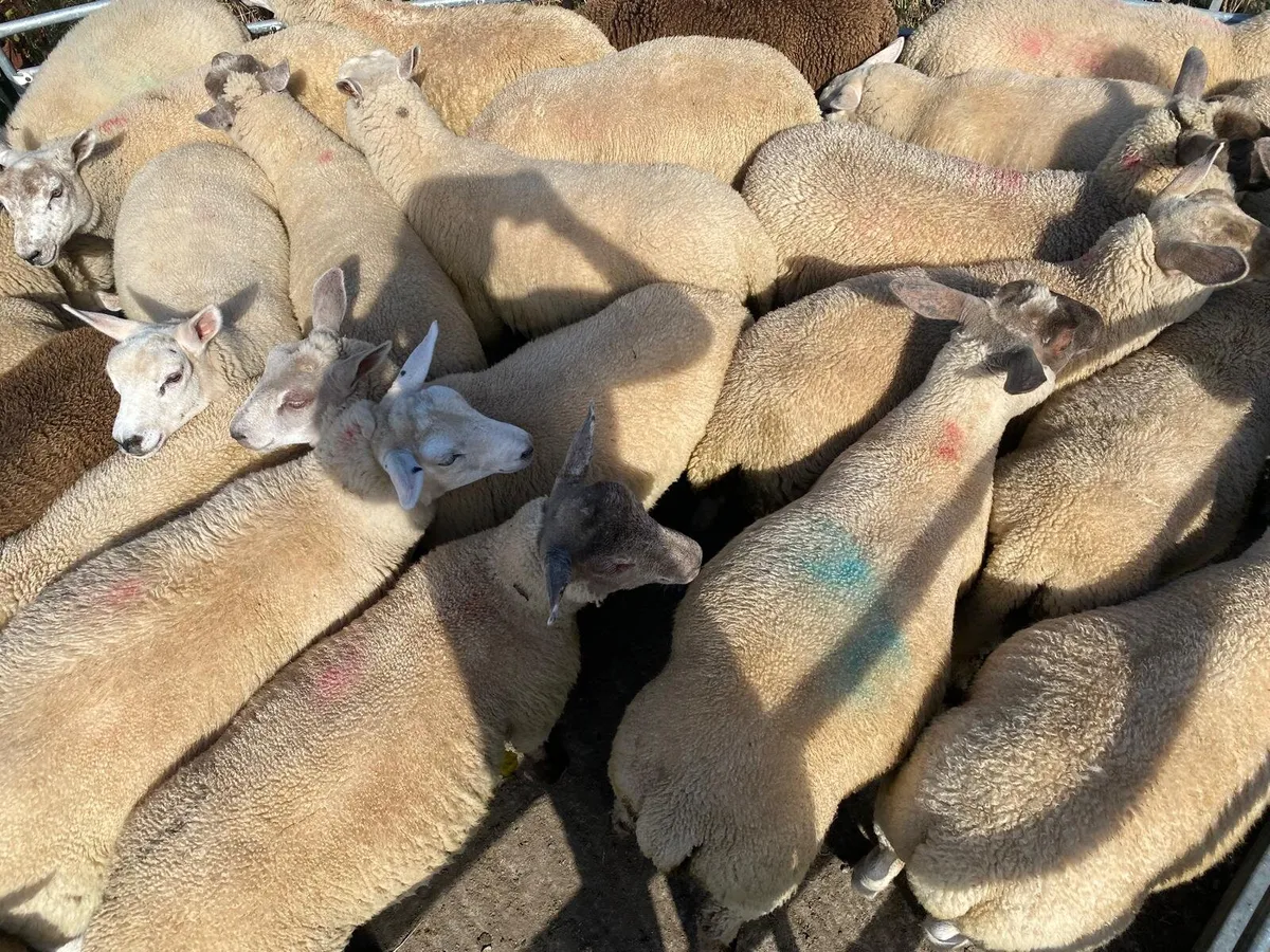 Organic ewe lambs - Image 2