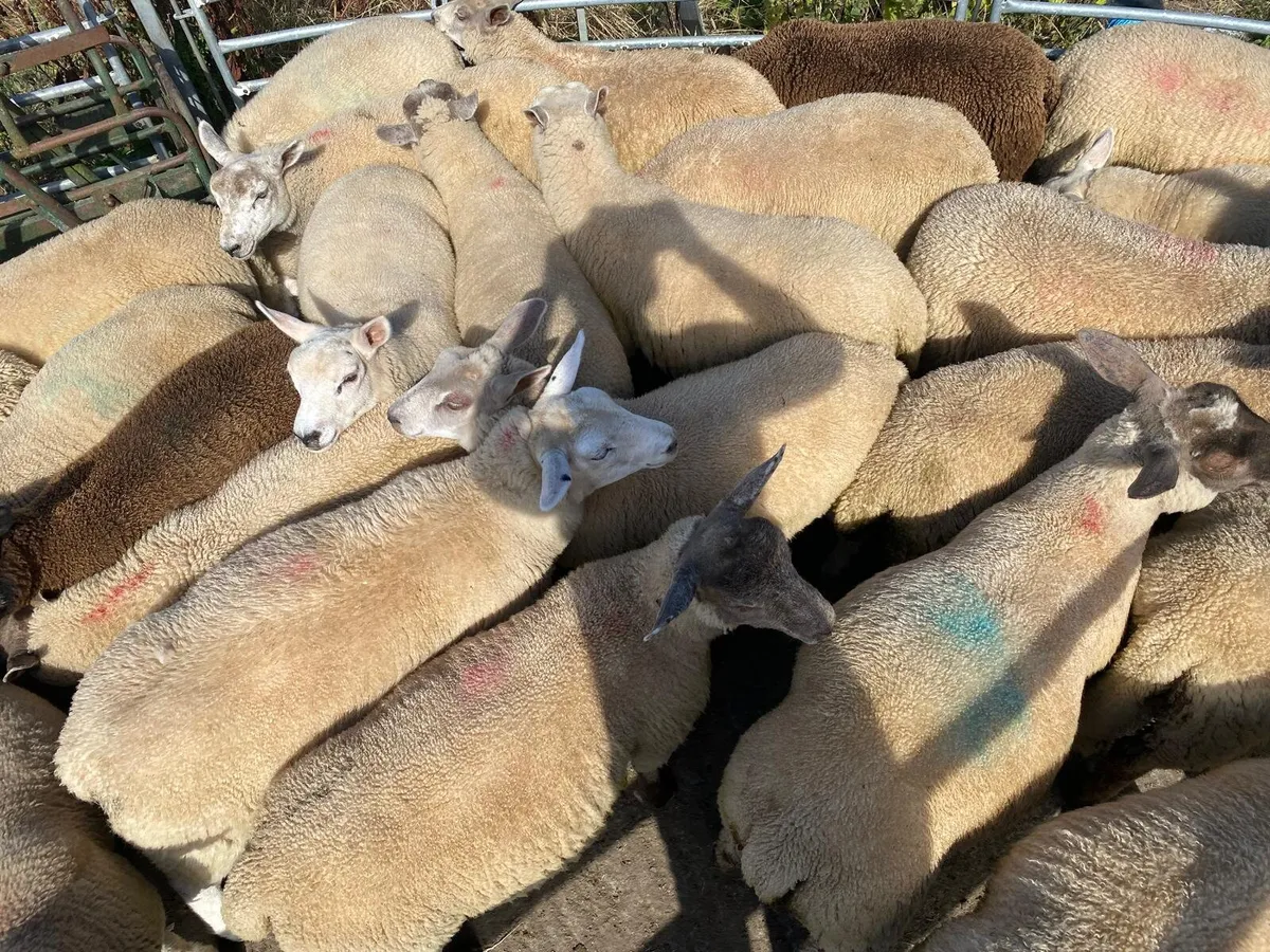 Organic ewe lambs - Image 3