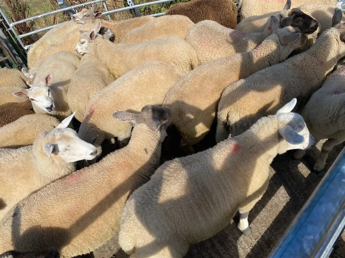 Organic ewe lambs - Image 4