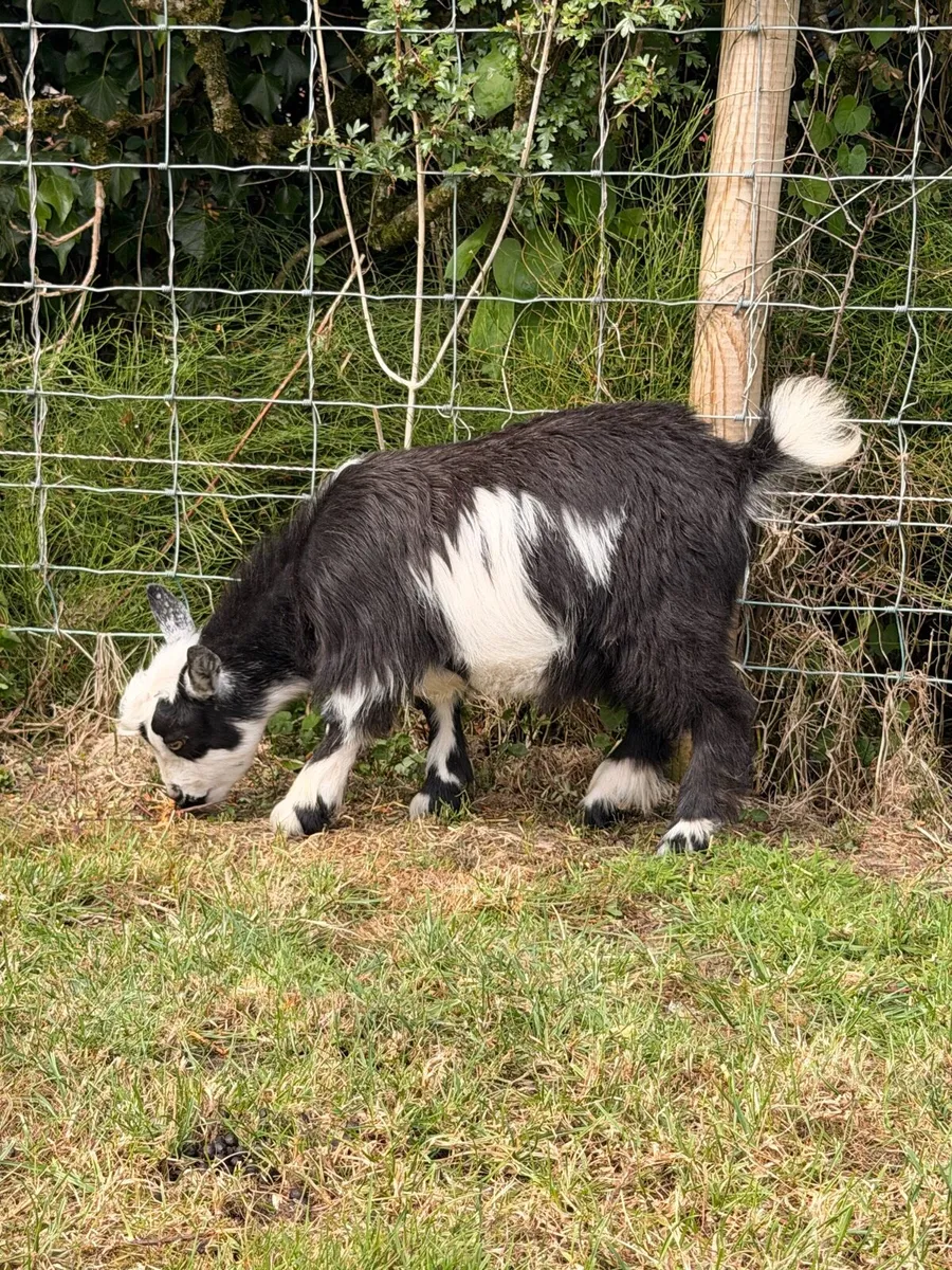 Pygmy goat - Image 2