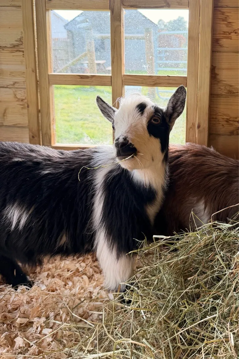Pygmy goat - Image 3