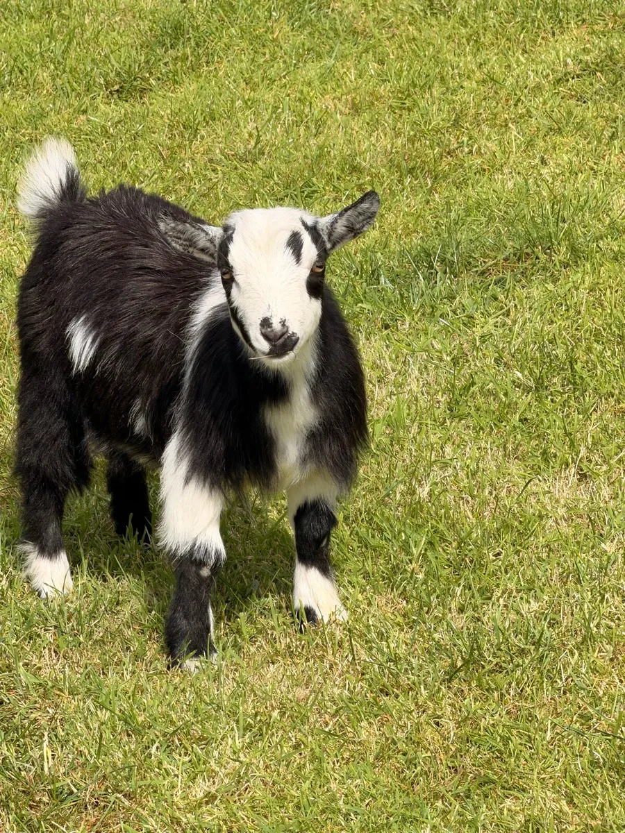 Pygmy goat - Image 1