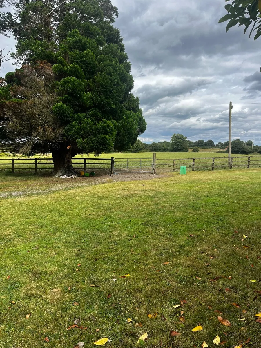 Equine retirement grass livery - Image 1