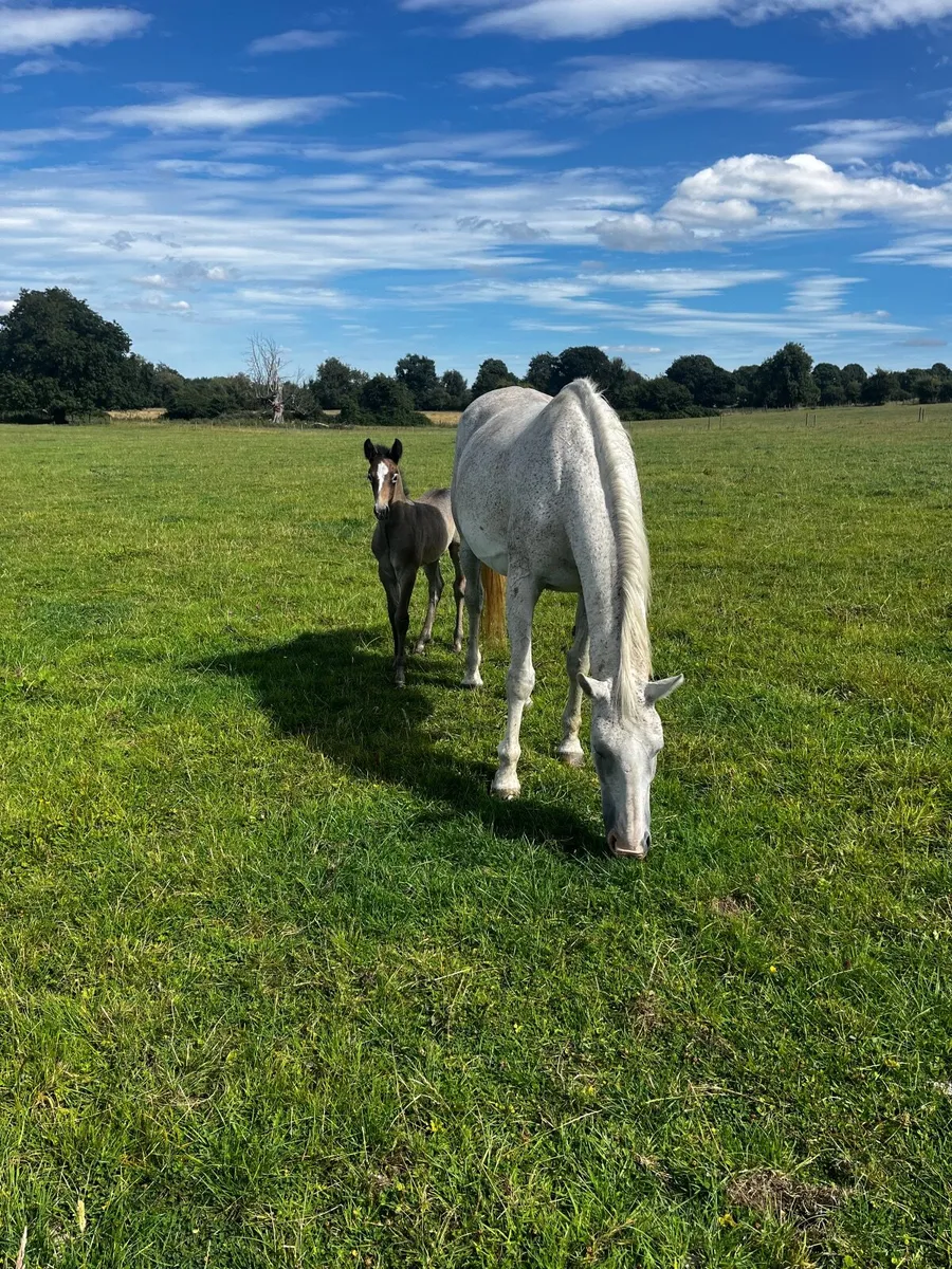 Equine retirement grass livery - Image 2