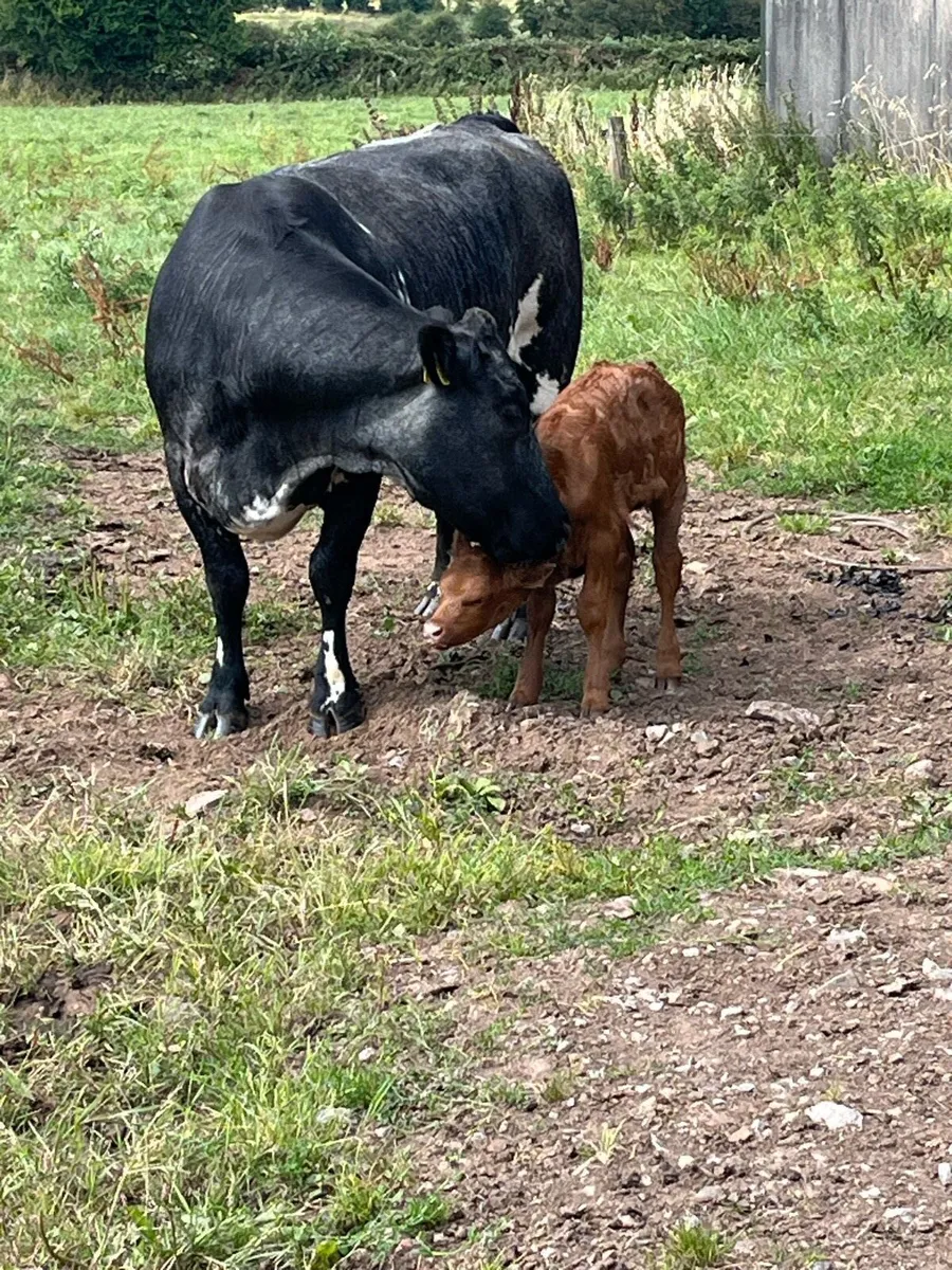SHX Cow and LMX calf at foot - Image 2