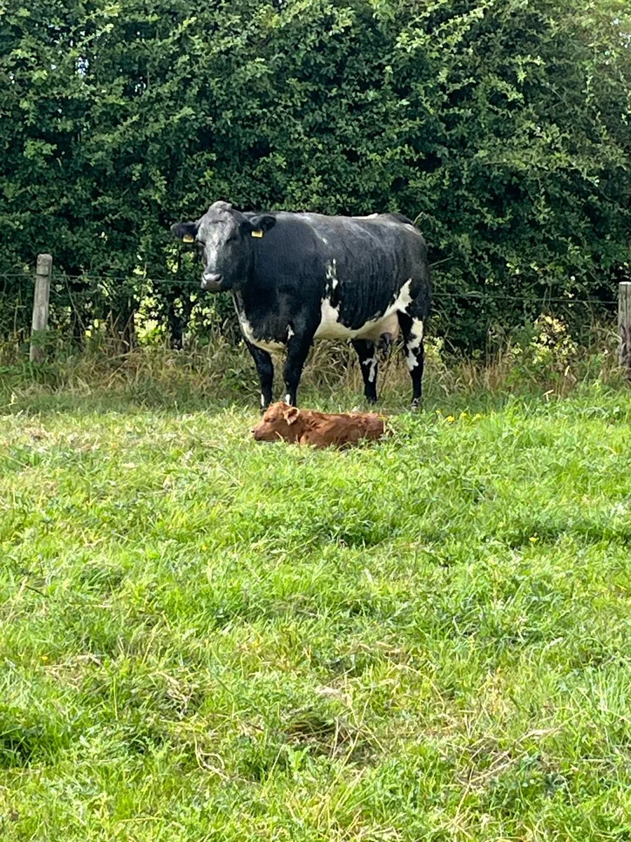SHX Cow and LMX calf at foot - Image 1