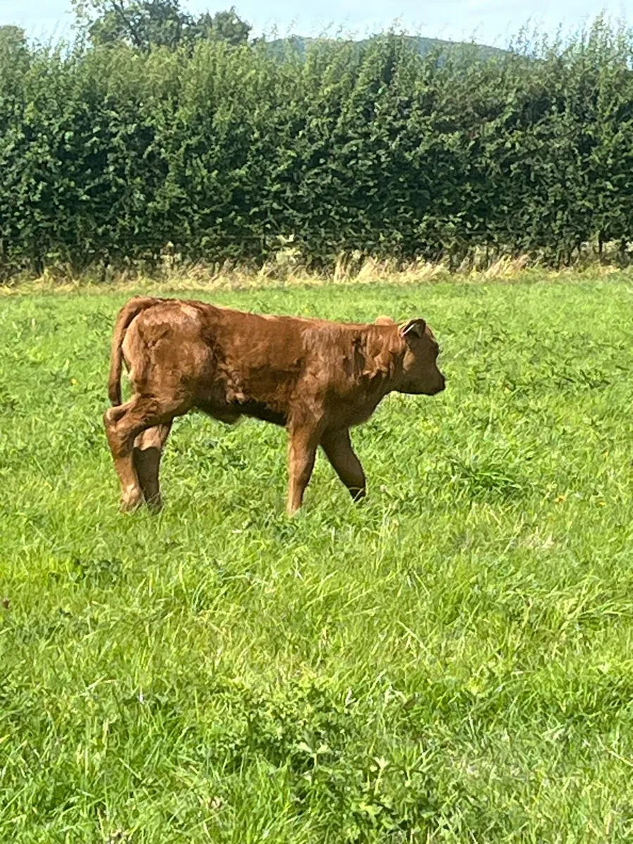 SHX Cow and LMX calf at foot - Image 3