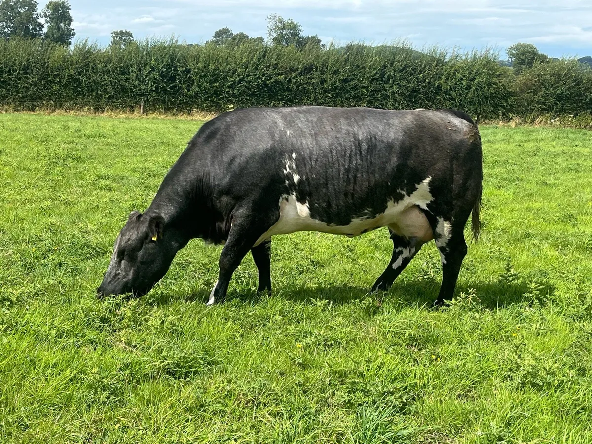 SHX Cow and LMX calf at foot - Image 4