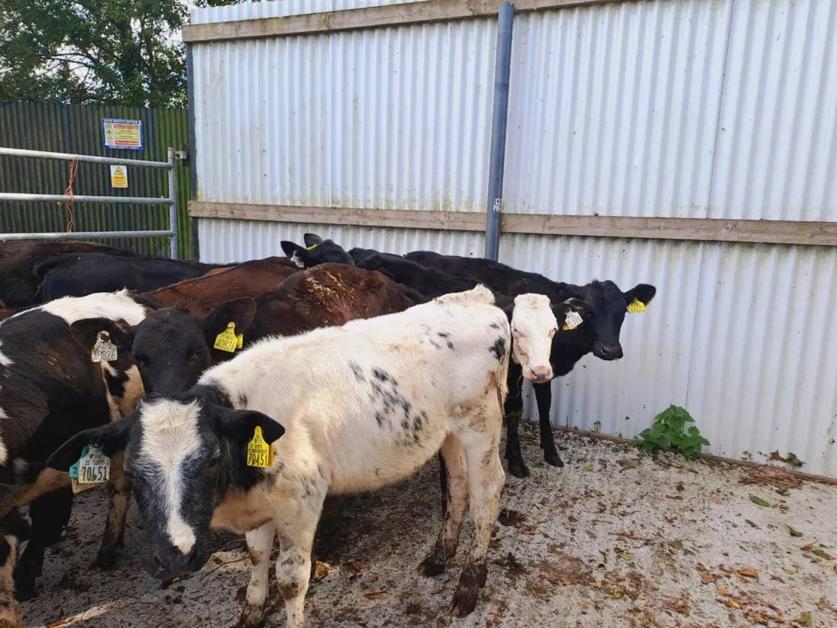 16 HEIFER RUNNERS - Image 1
