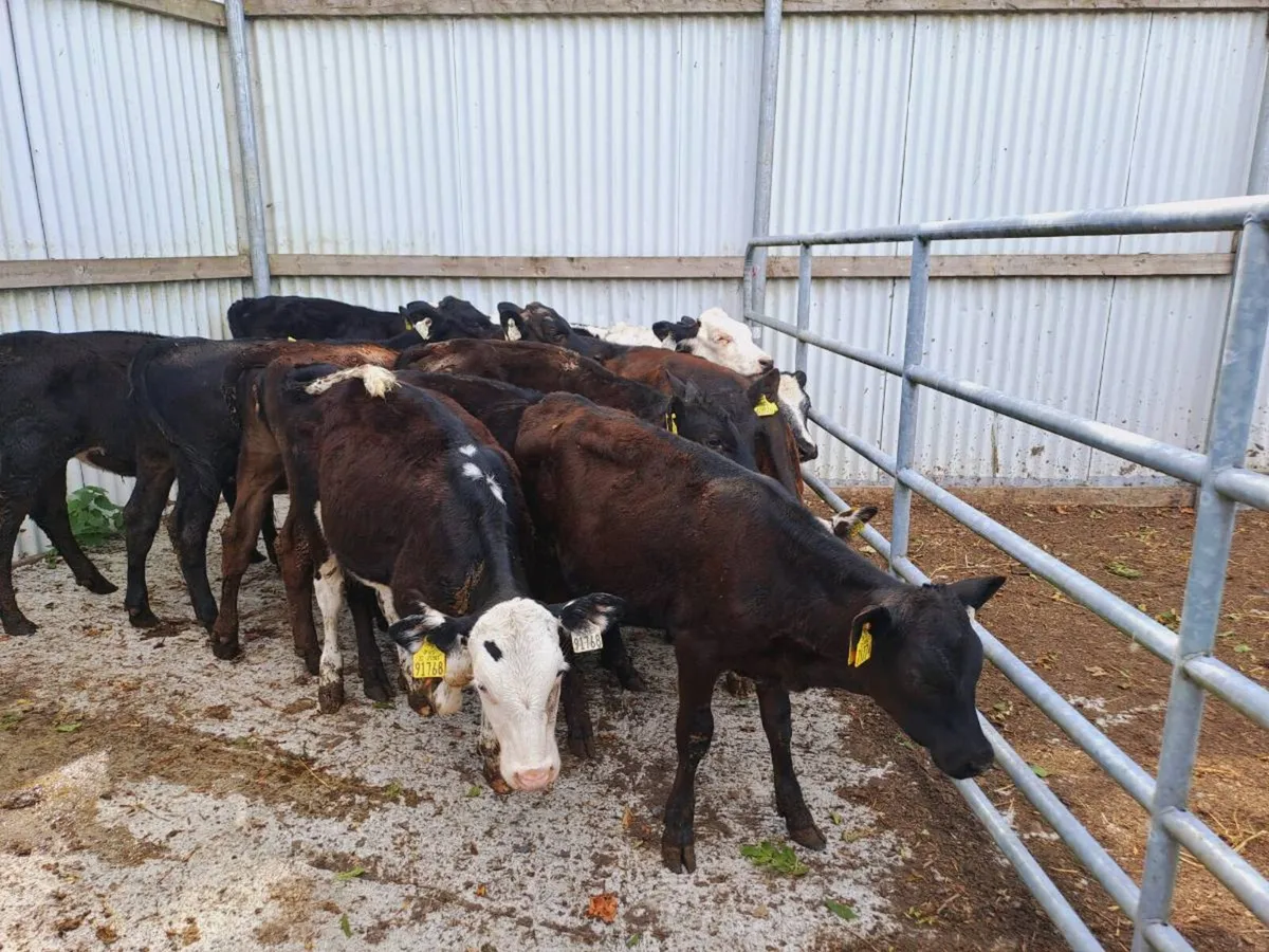 16 HEIFER RUNNERS - Image 2