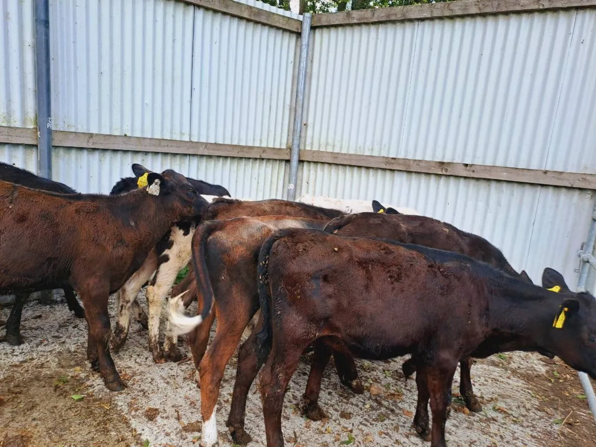 16 HEIFER RUNNERS - Image 3
