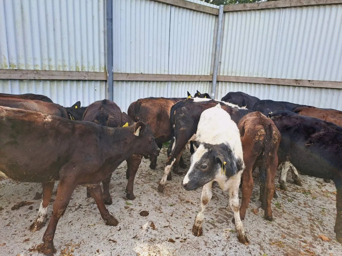 16 HEIFER RUNNERS - Image 4