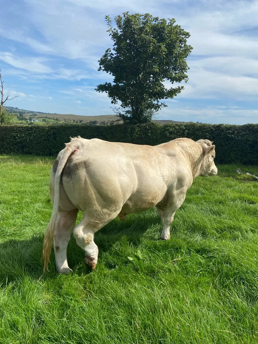 Charolais bull - Image 1