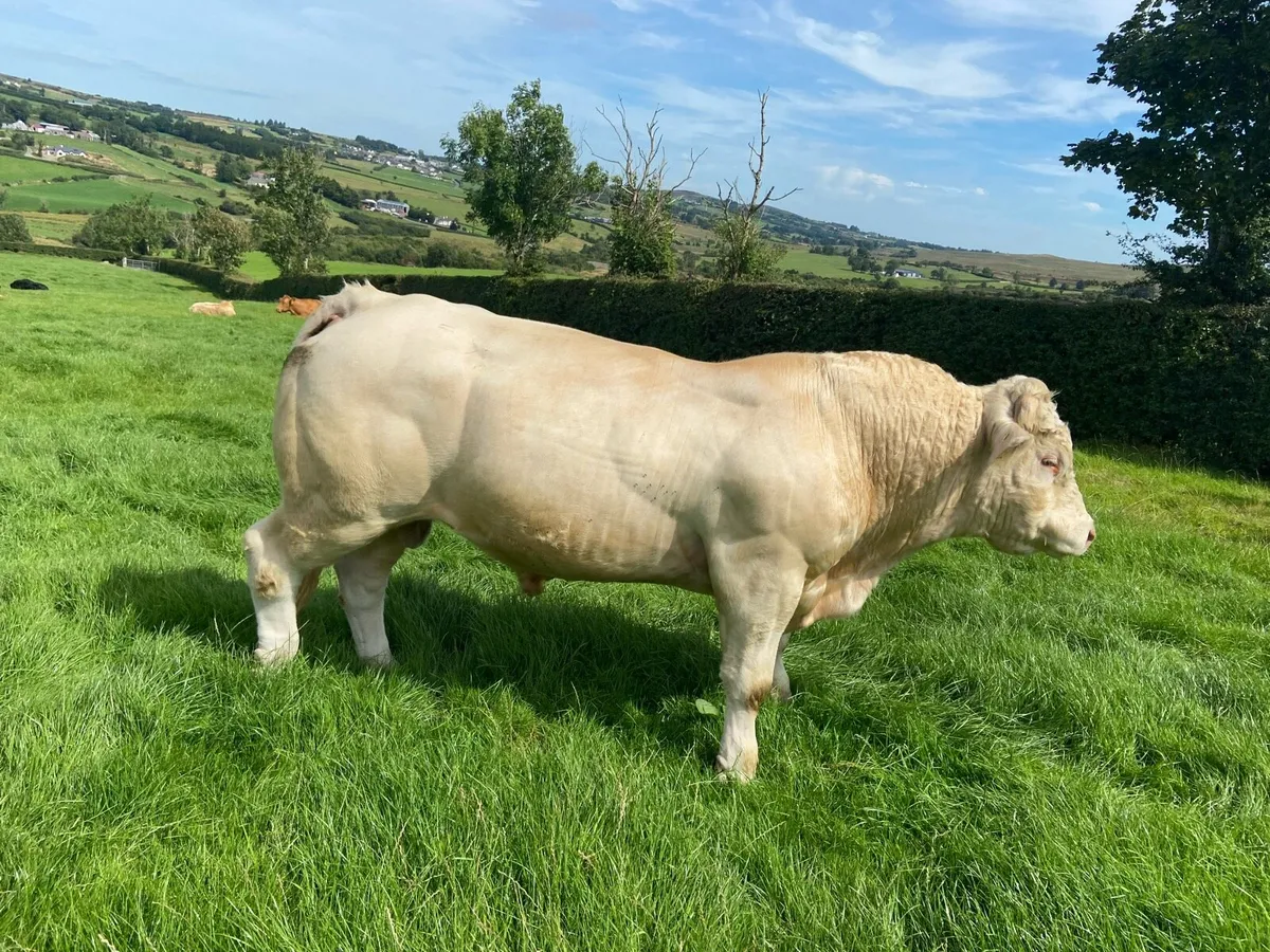 Charolais bull - Image 2