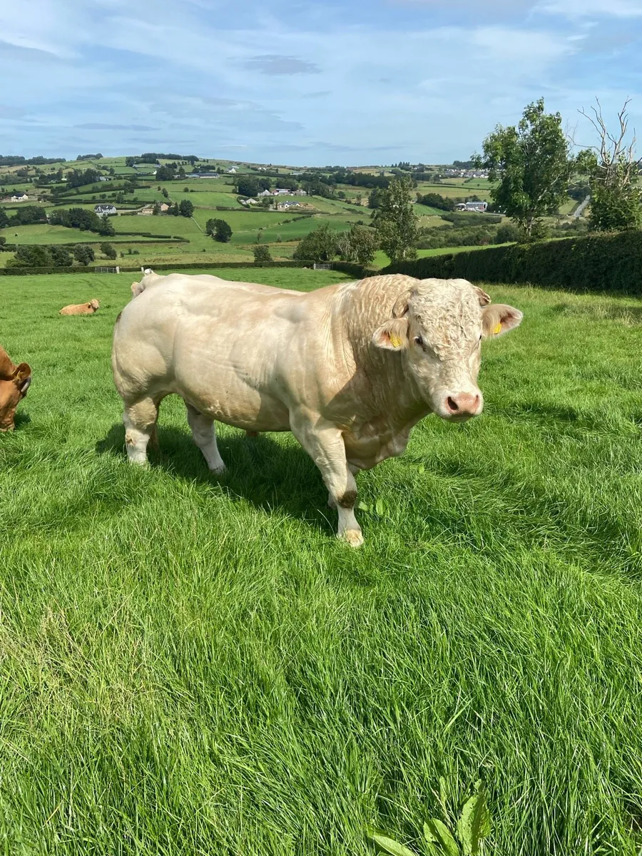 Charolais bull - Image 3