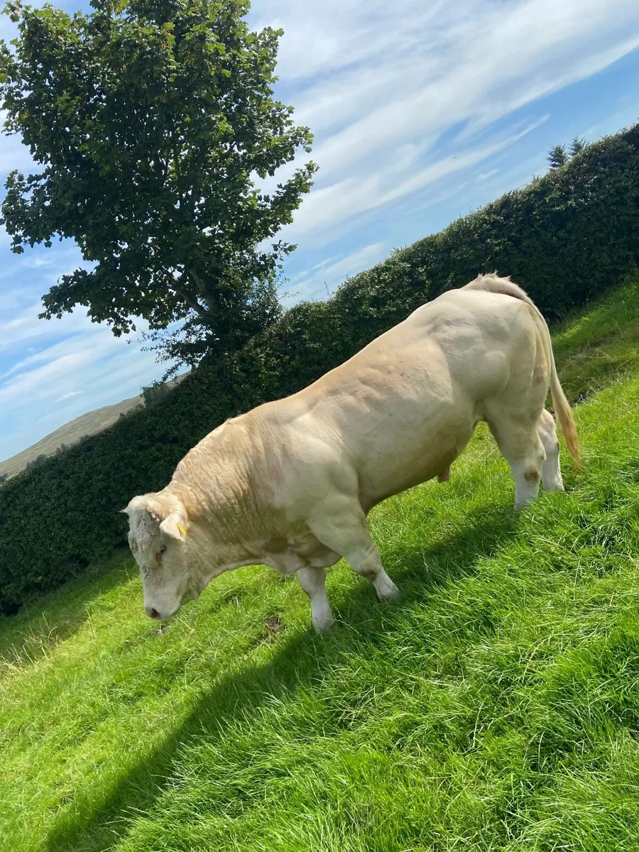 Charolais bull - Image 4