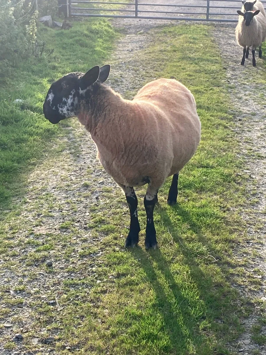 🔥Super Milford Ram 🐏 - Image 3