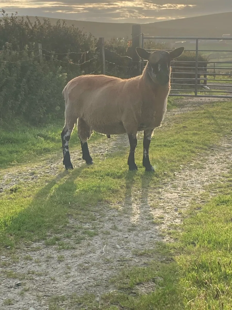 🔥Super Milford Ram 🐏 - Image 4