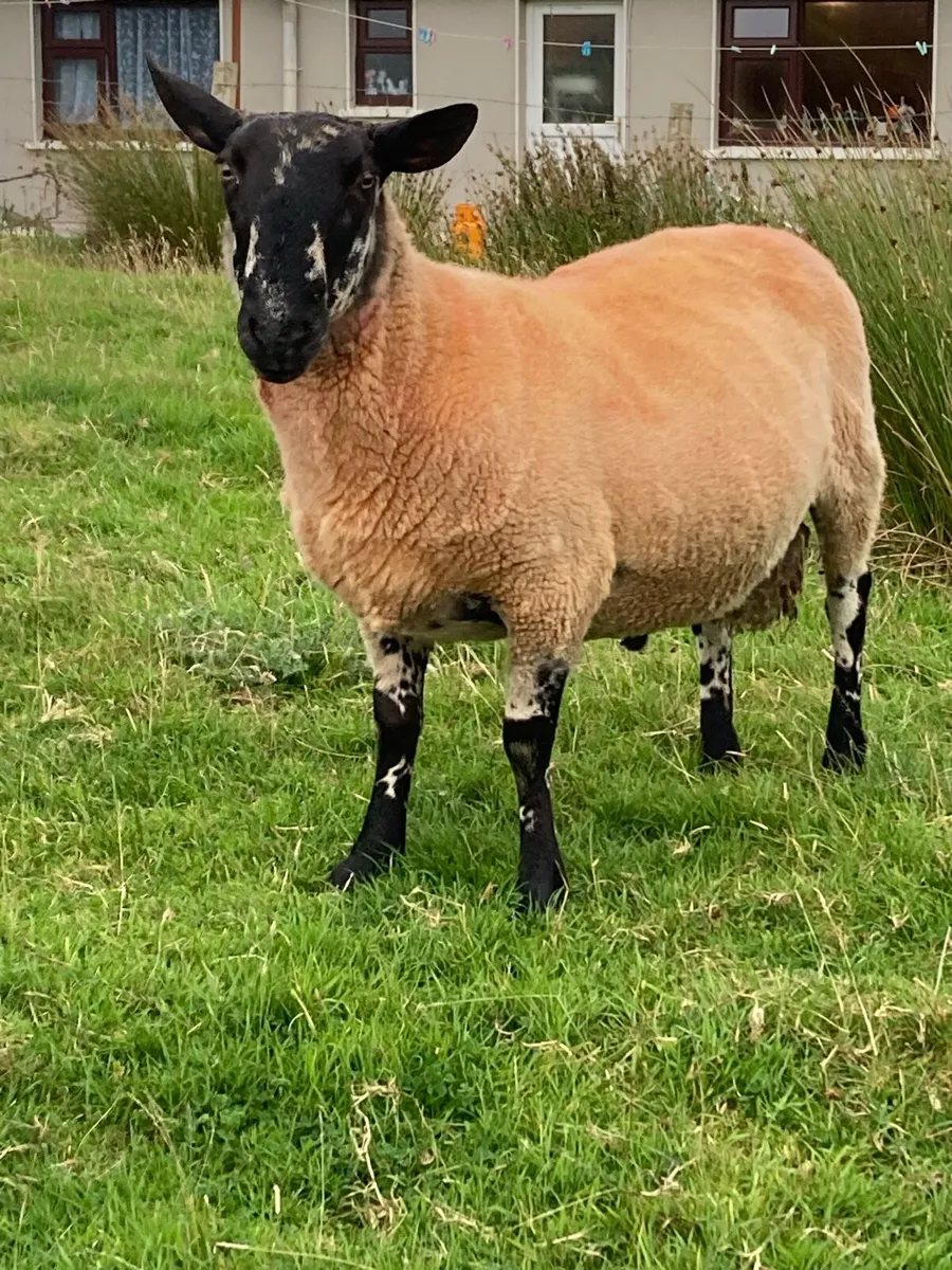 🔥Super Milford Ram 🐏 - Image 2