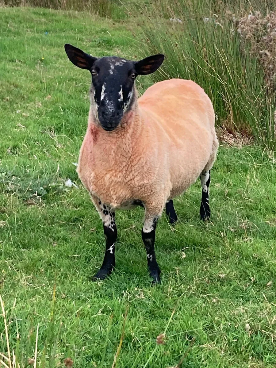 🔥Super Milford Ram 🐏 - Image 1