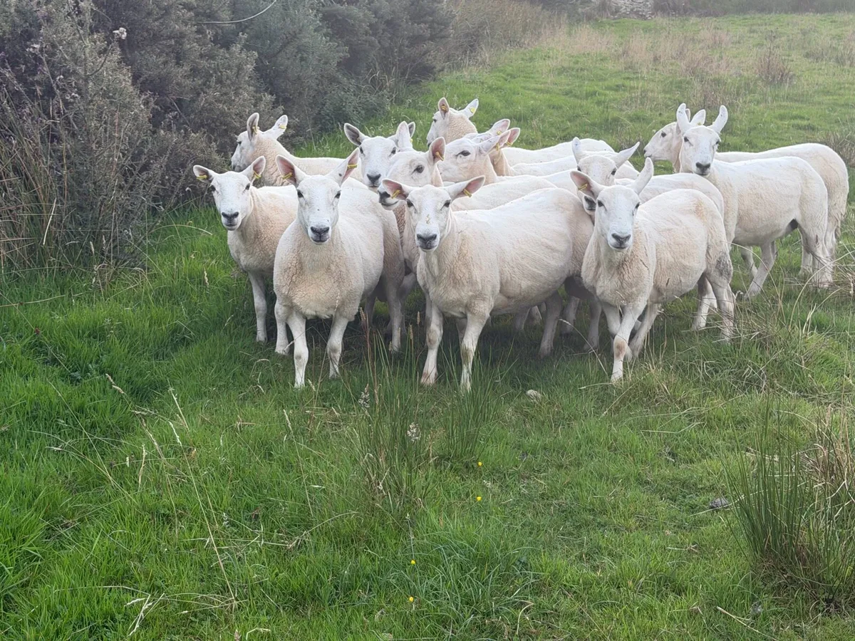 Hill Type Cheviot Ewes - Image 1