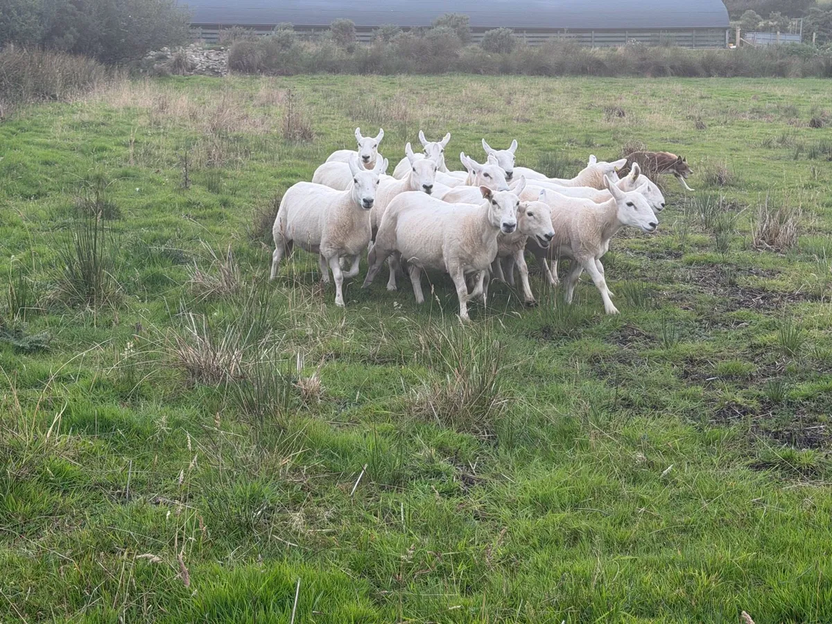 Hill Type Cheviot Ewes - Image 2
