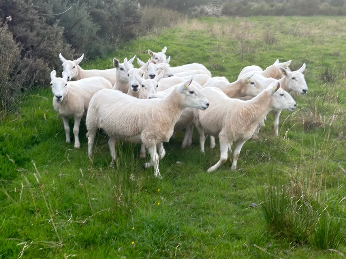 Hill Type Cheviot Ewes - Image 3