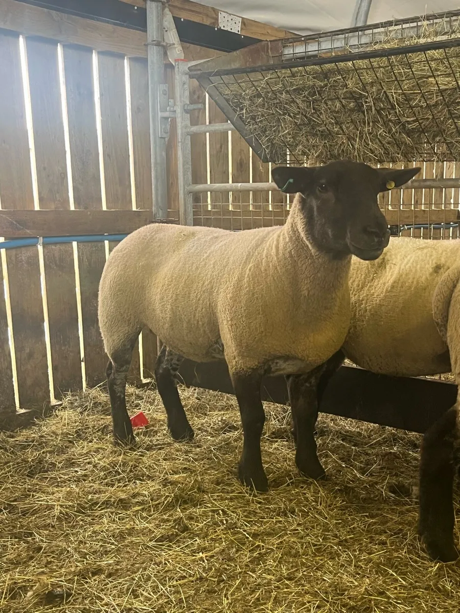 Hoggets and store lambs - Image 1