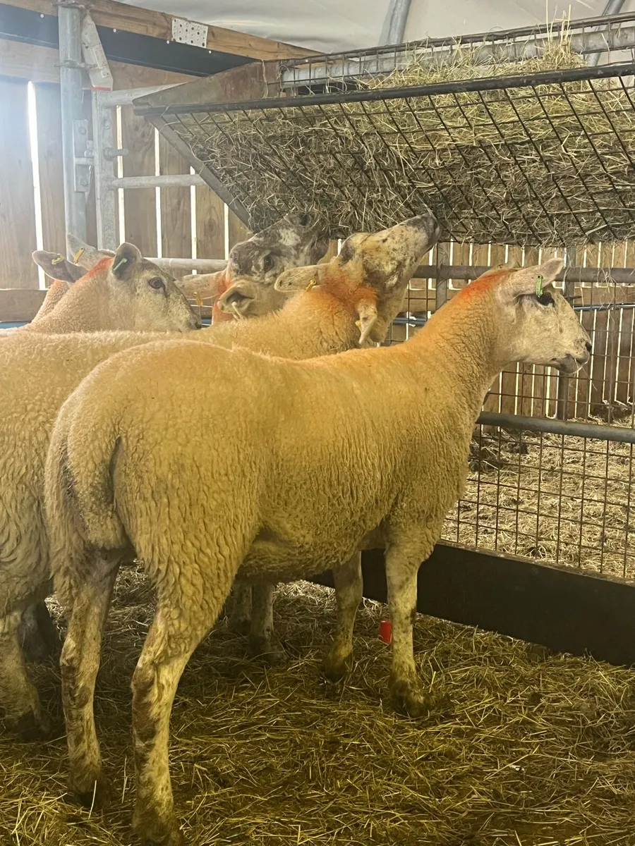 Hoggets and store lambs - Image 2