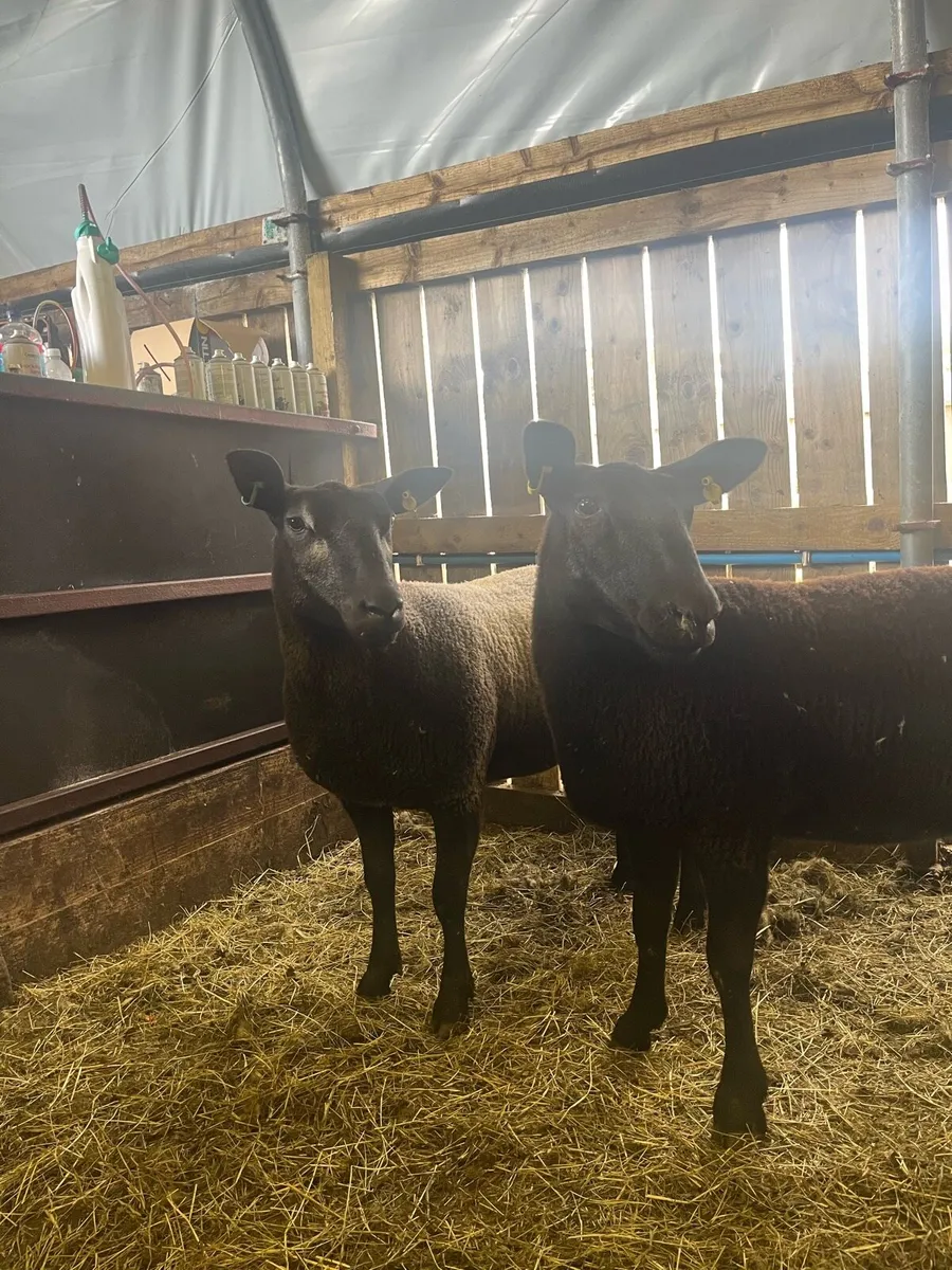 Hoggets and store lambs - Image 3