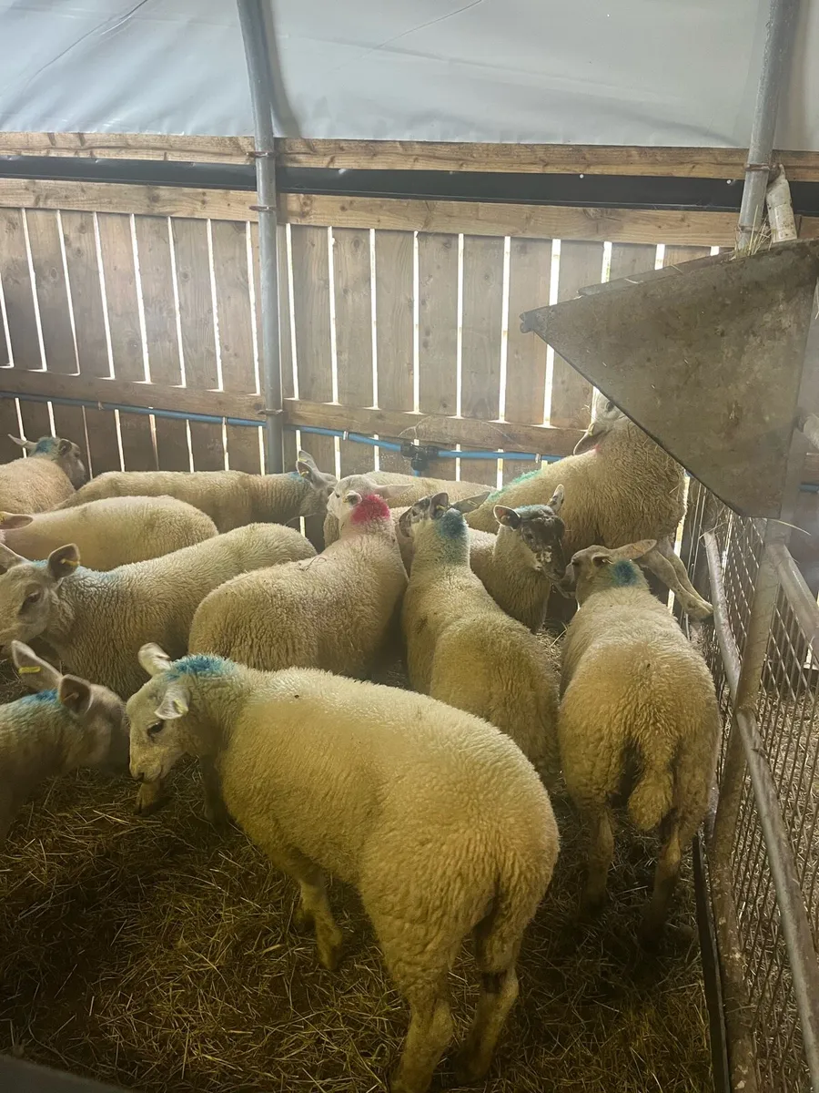 Hoggets and store lambs - Image 4