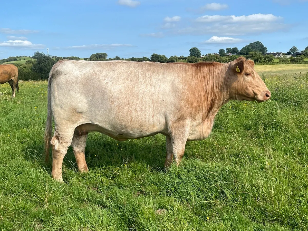 SHX Cow in-calf - Image 1