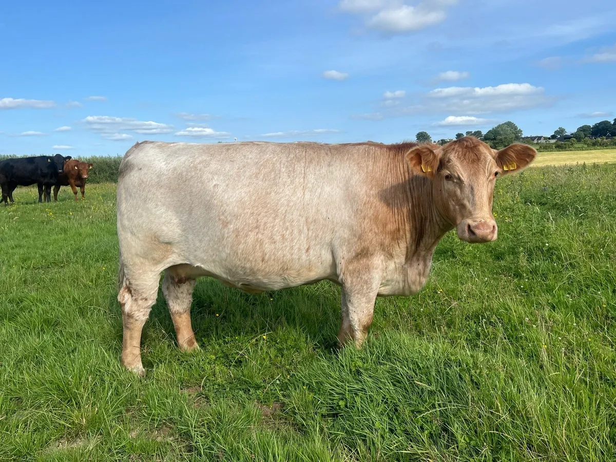 SHX Cow in-calf - Image 2