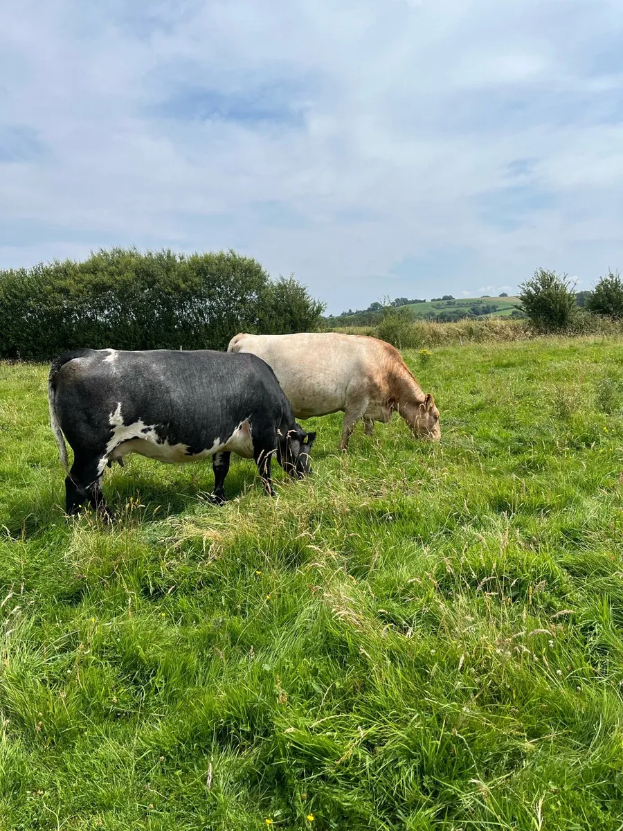 SHX Cow in-calf - Image 3