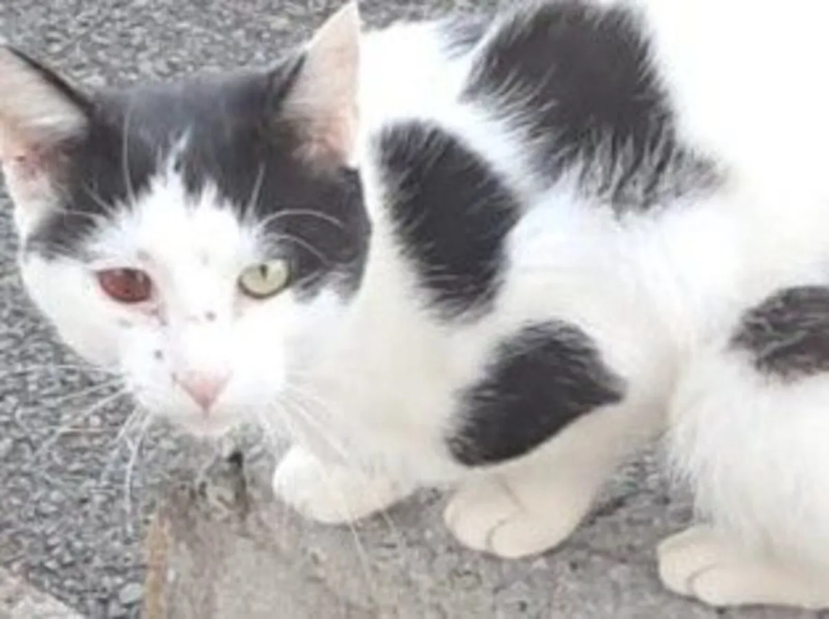 Cats - Image 2