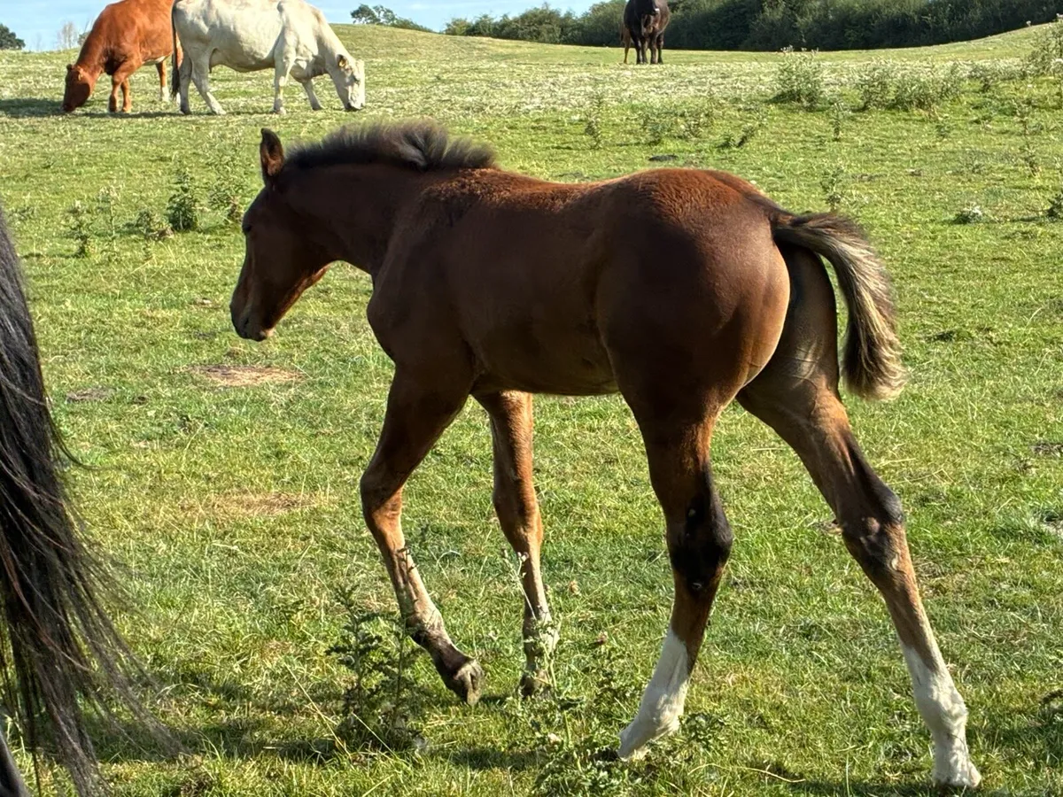 Foal - Image 1