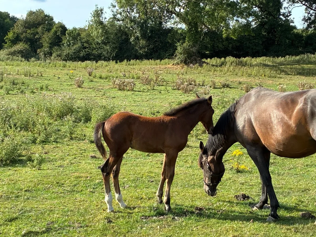 Foal - Image 2