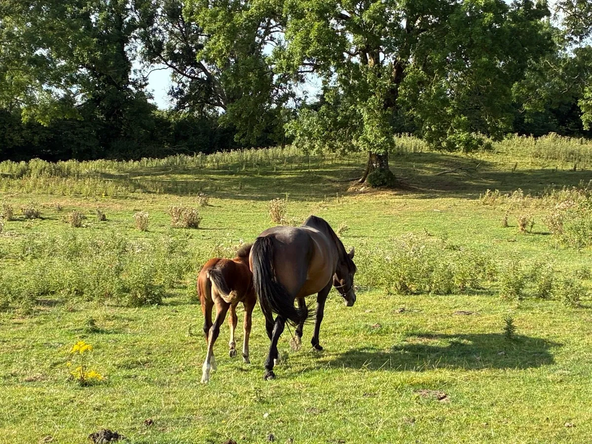 Foal - Image 3