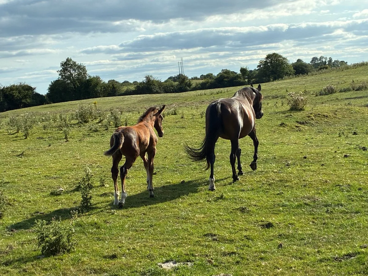 Foal - Image 4