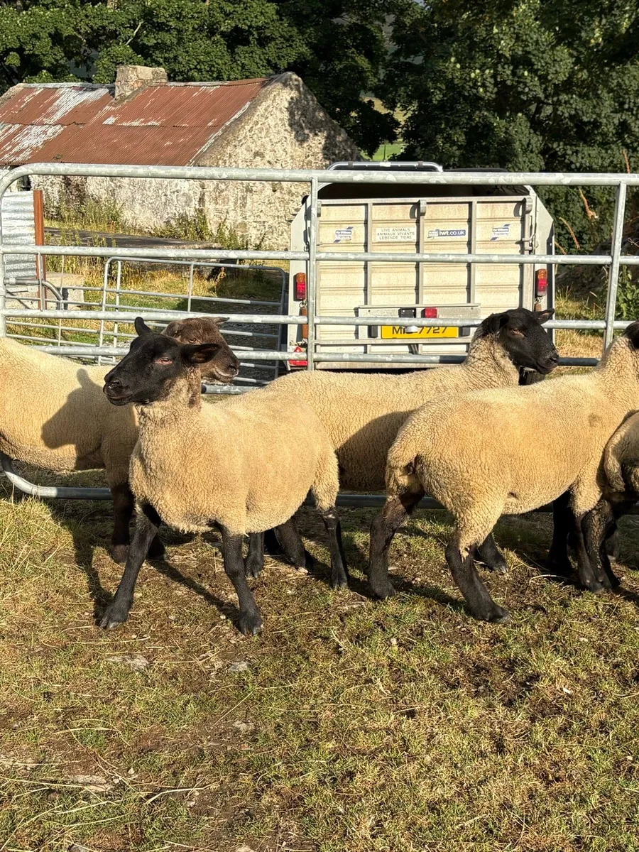 🔥🔥 Suffolk X hoggets 🔥🔥 - Image 1