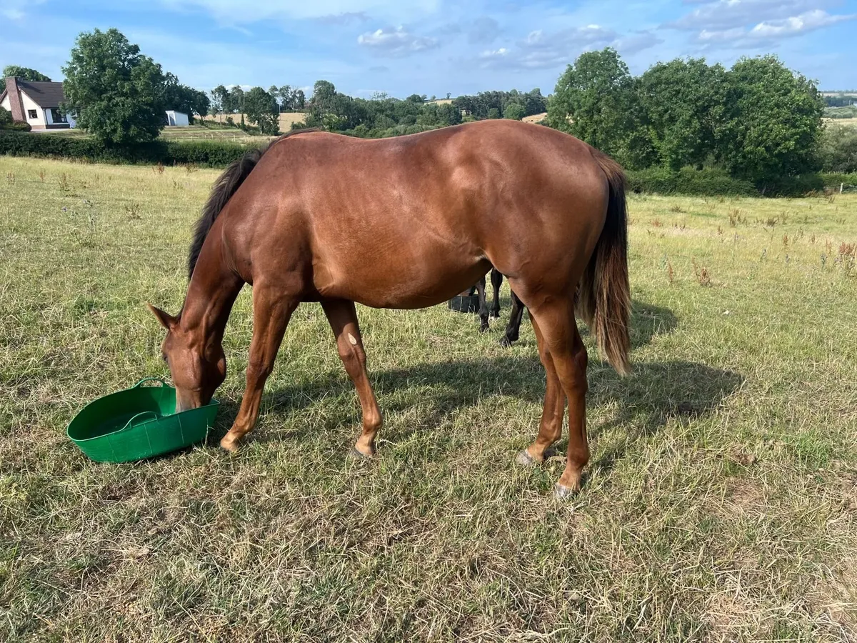 Quality Sport Horse Filly - Image 1