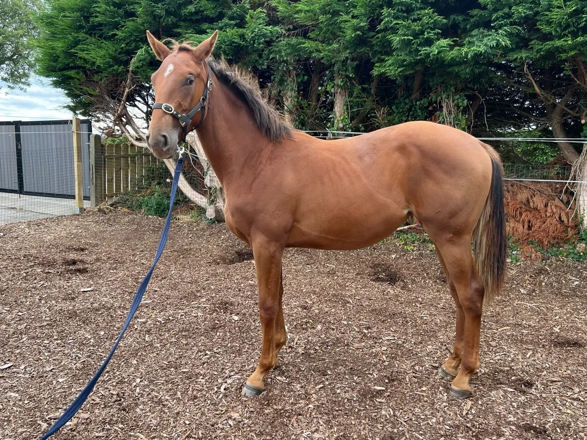 Quality Sport Horse Filly - Image 3