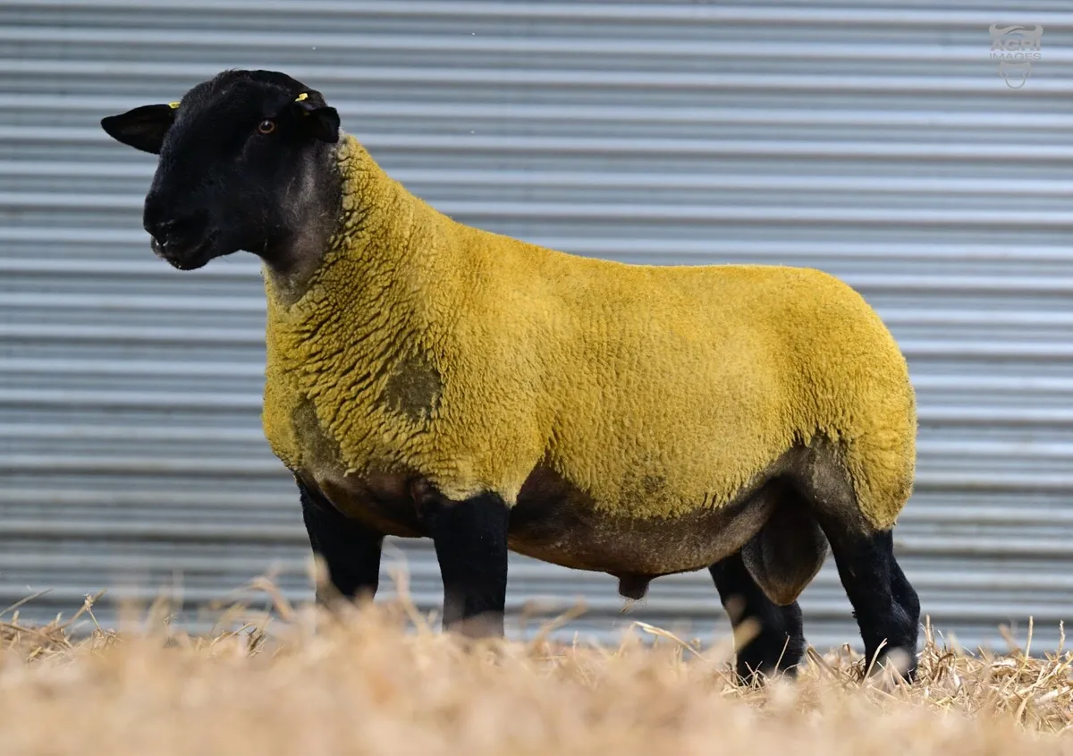 Dutch Spotted Females & Males - Image 3