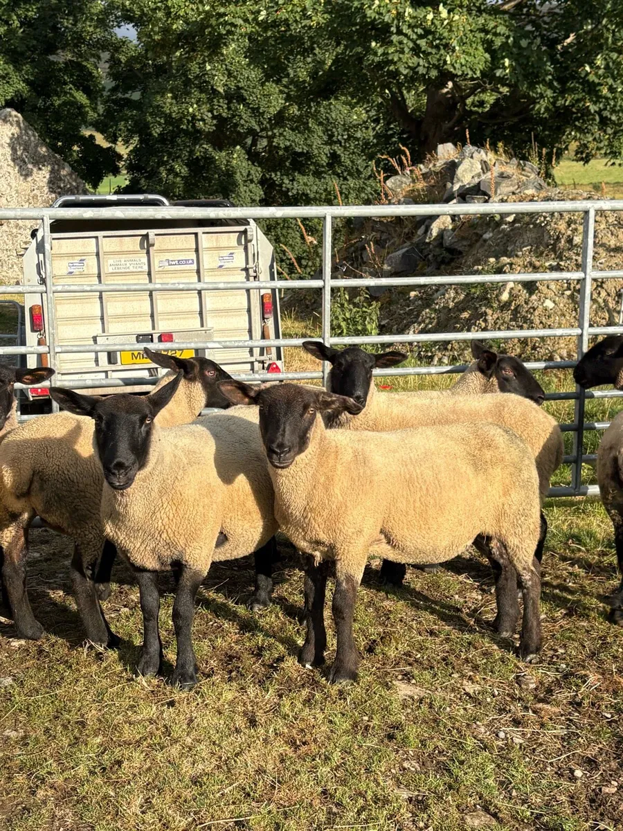 🔥🔥 Suffolk X hoggets 🔥🔥 - Image 2