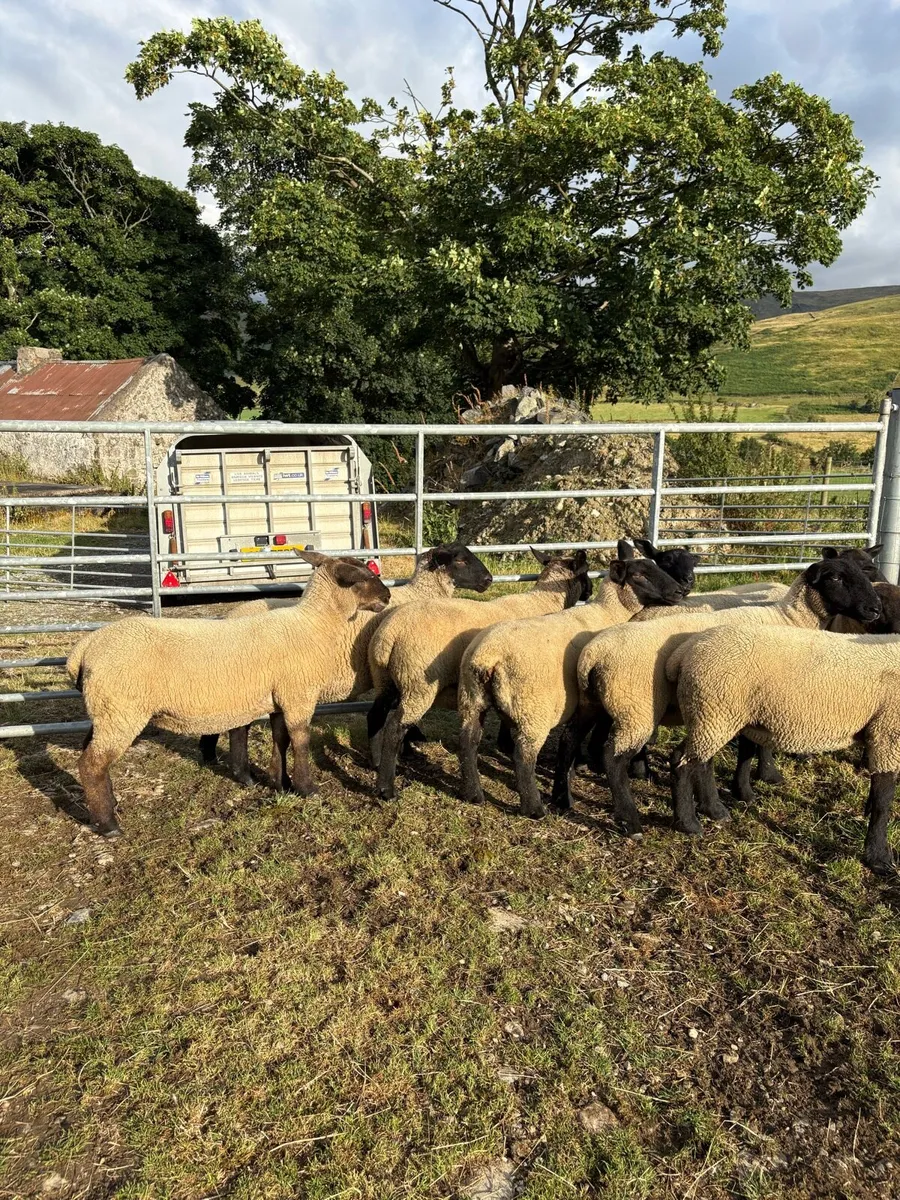 🔥🔥 Suffolk X hoggets 🔥🔥 - Image 4